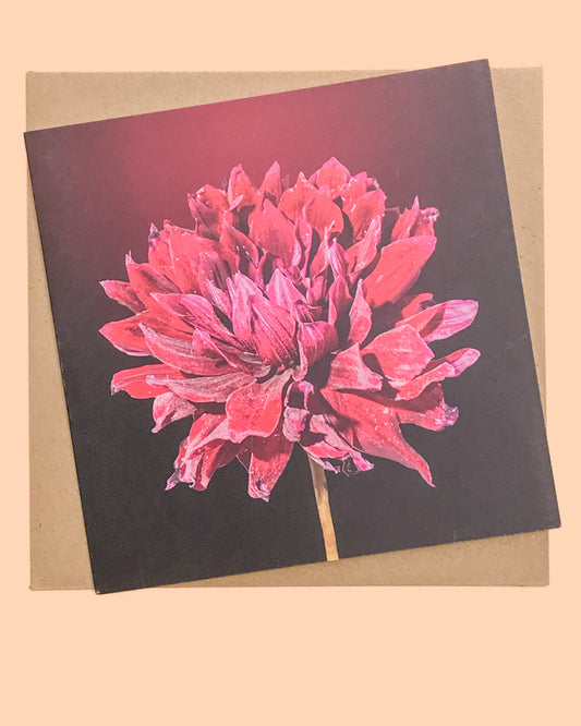 Square greeting card with vibrant pink dahlia on dark background.  From The Flower Moon Fox