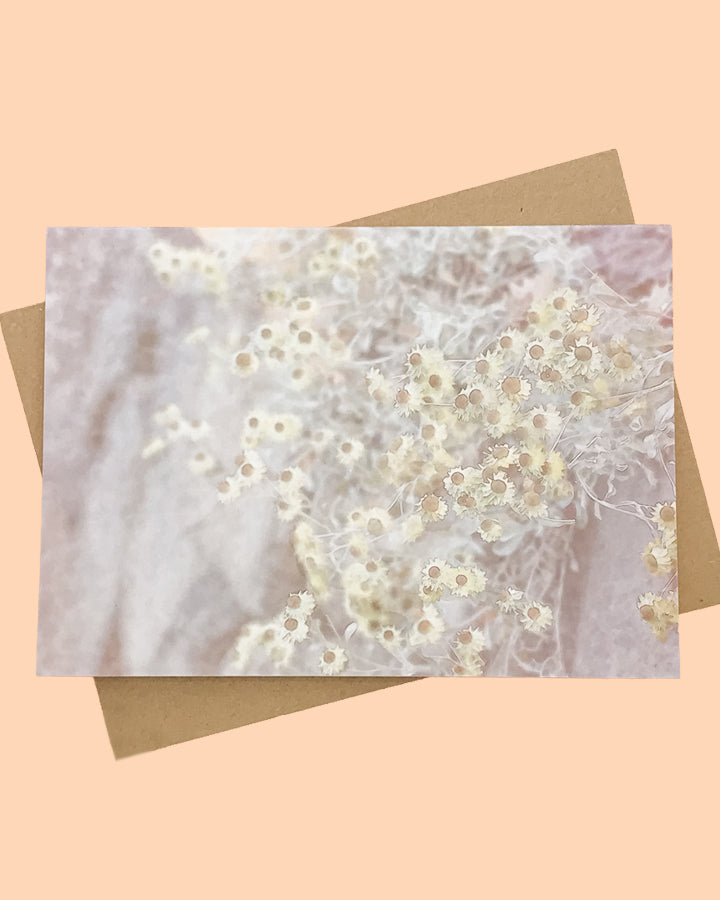 Greeting card with pastel design of everlasting daisies on a stone wall. From The Flower Moon Fox